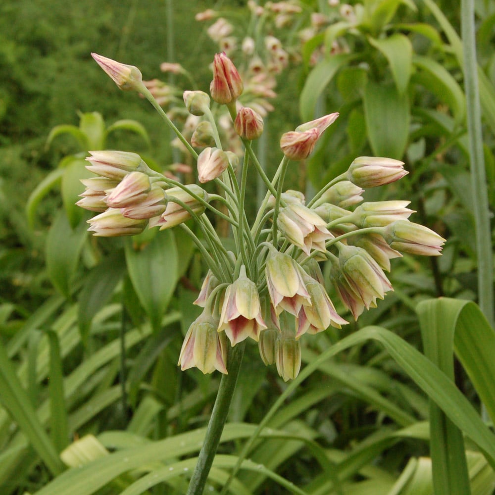 Allium siculum