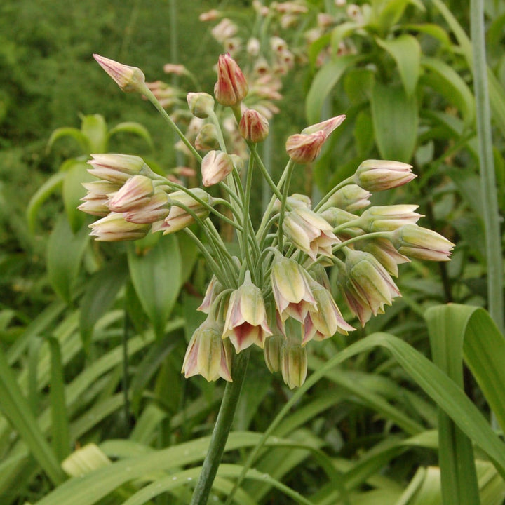 Allium siculum