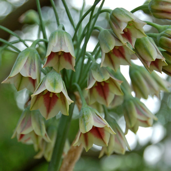 Allium siculum