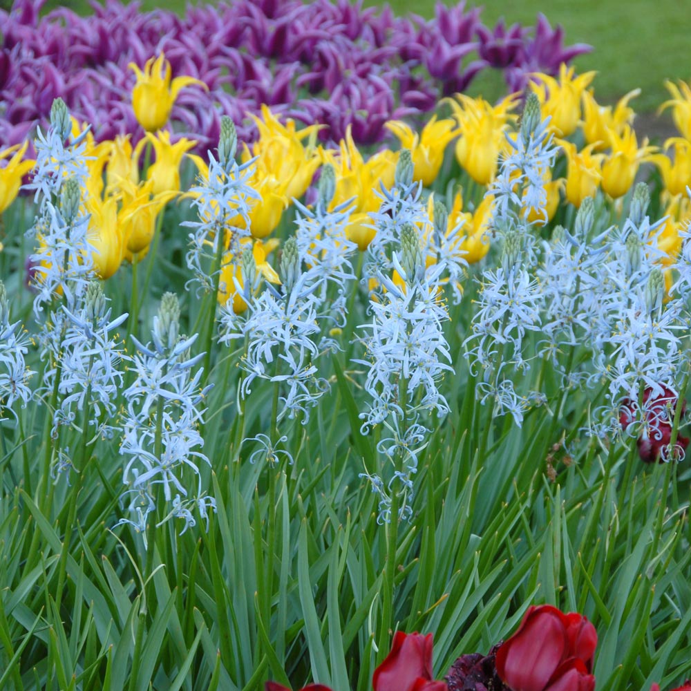 Camassia cusickii