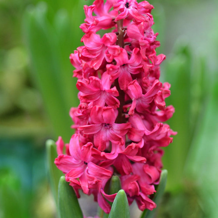 Hyacinthus orientalis 'Jan Bos'