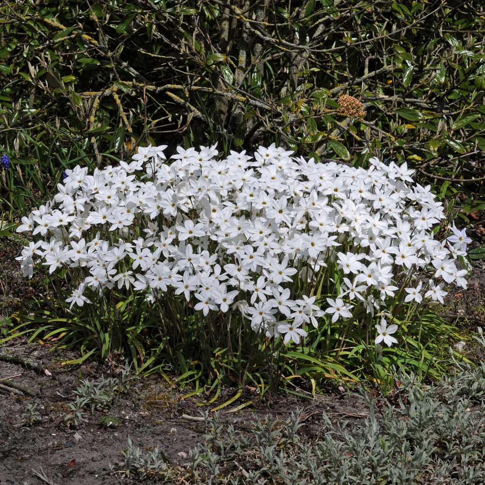 Ipheion 'Alberto Castillo'