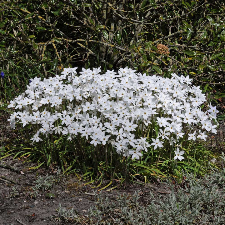 Ipheion 'Alberto Castillo'