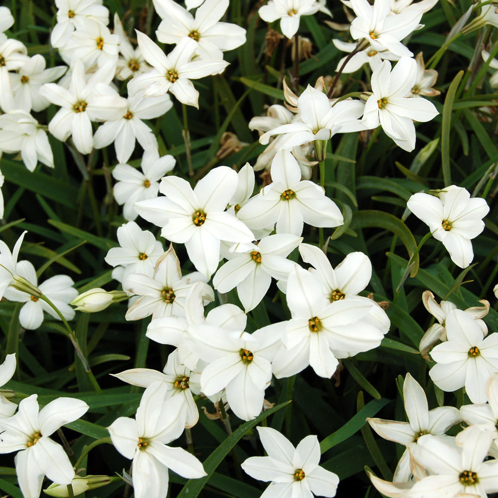 Ipheion 'Alberto Castillo'
