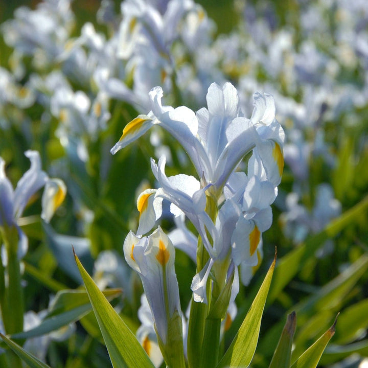 Iris magnifica