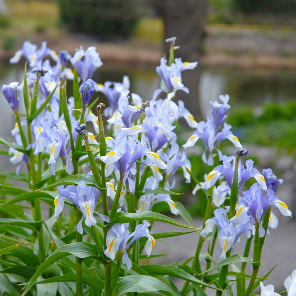 Iris magnifica