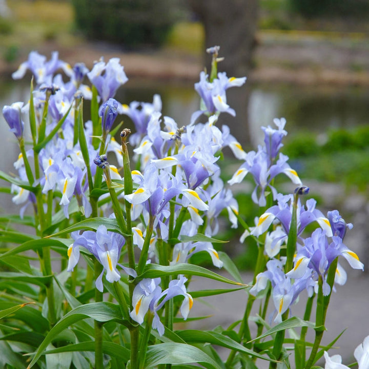 Iris magnifica