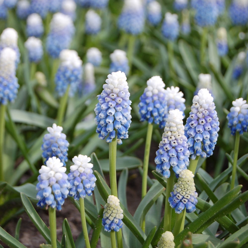 Muscari armeniacum 'Mountain Lady'