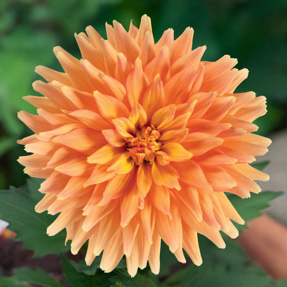 Amaretto Fall Container Garden