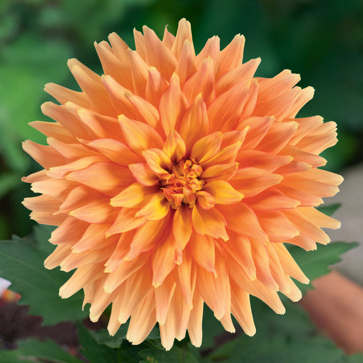 Amaretto Fall Container Garden