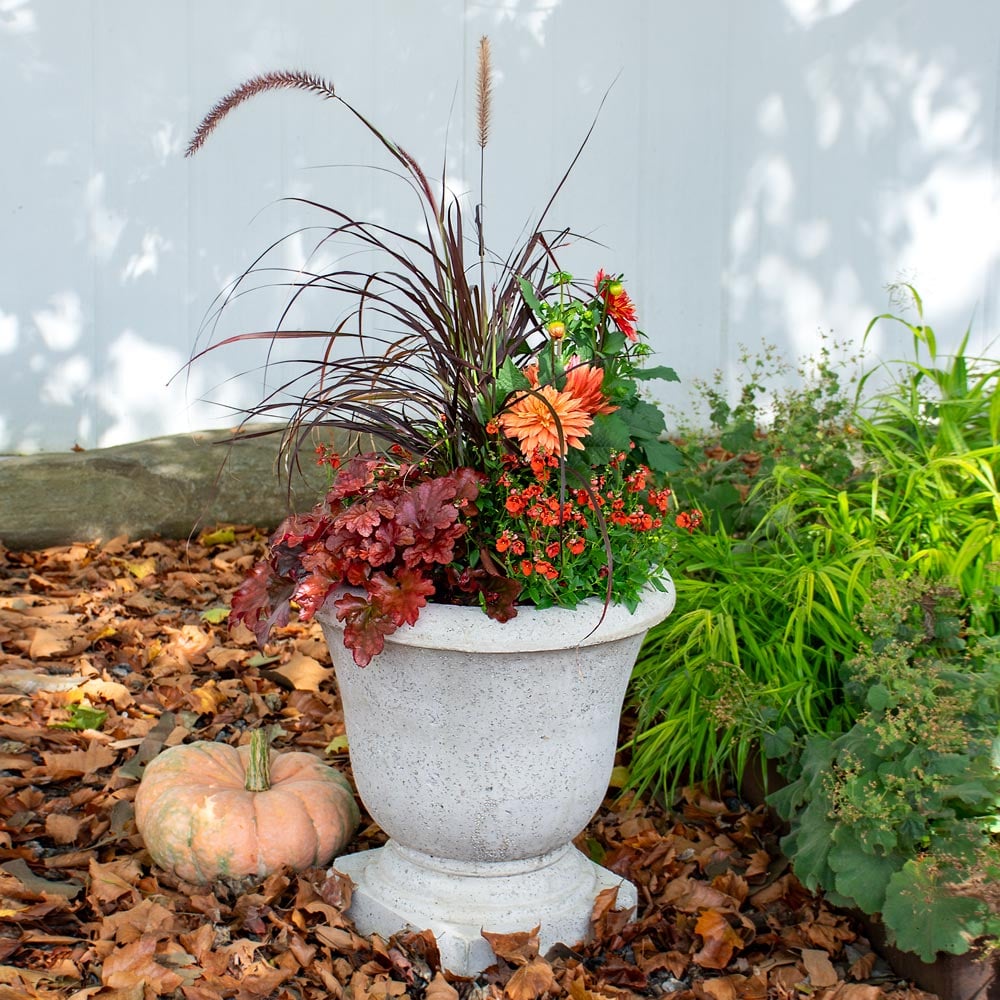 Amaretto Fall Container Garden
