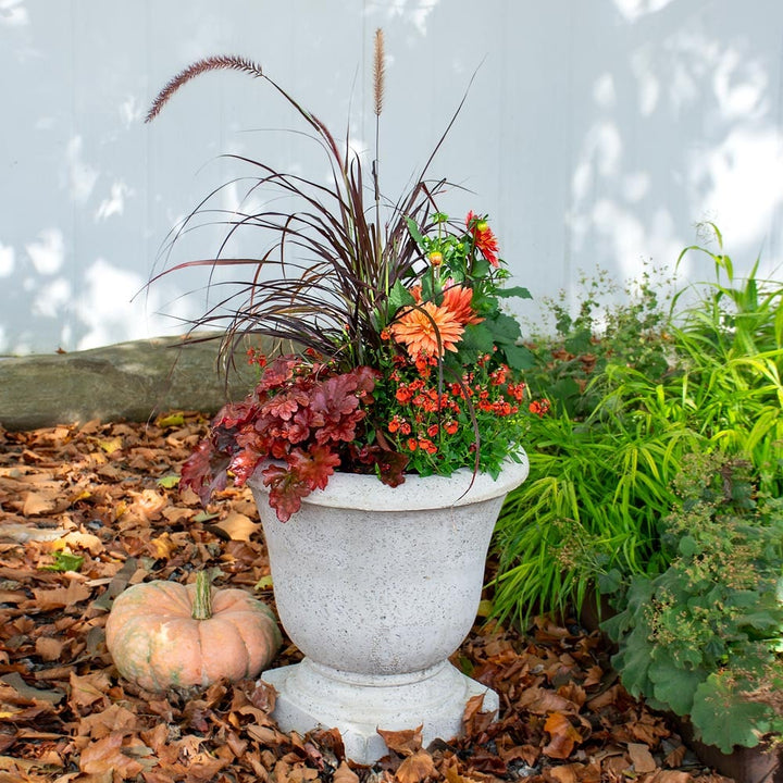 Amaretto Fall Container Garden