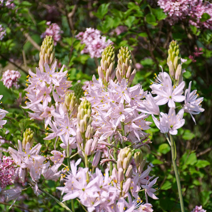 Camassia leichtlinii 'Pink Stars'