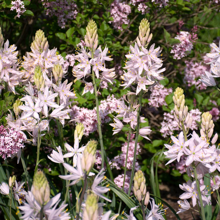 Camassia leichtlinii 'Pink Stars'