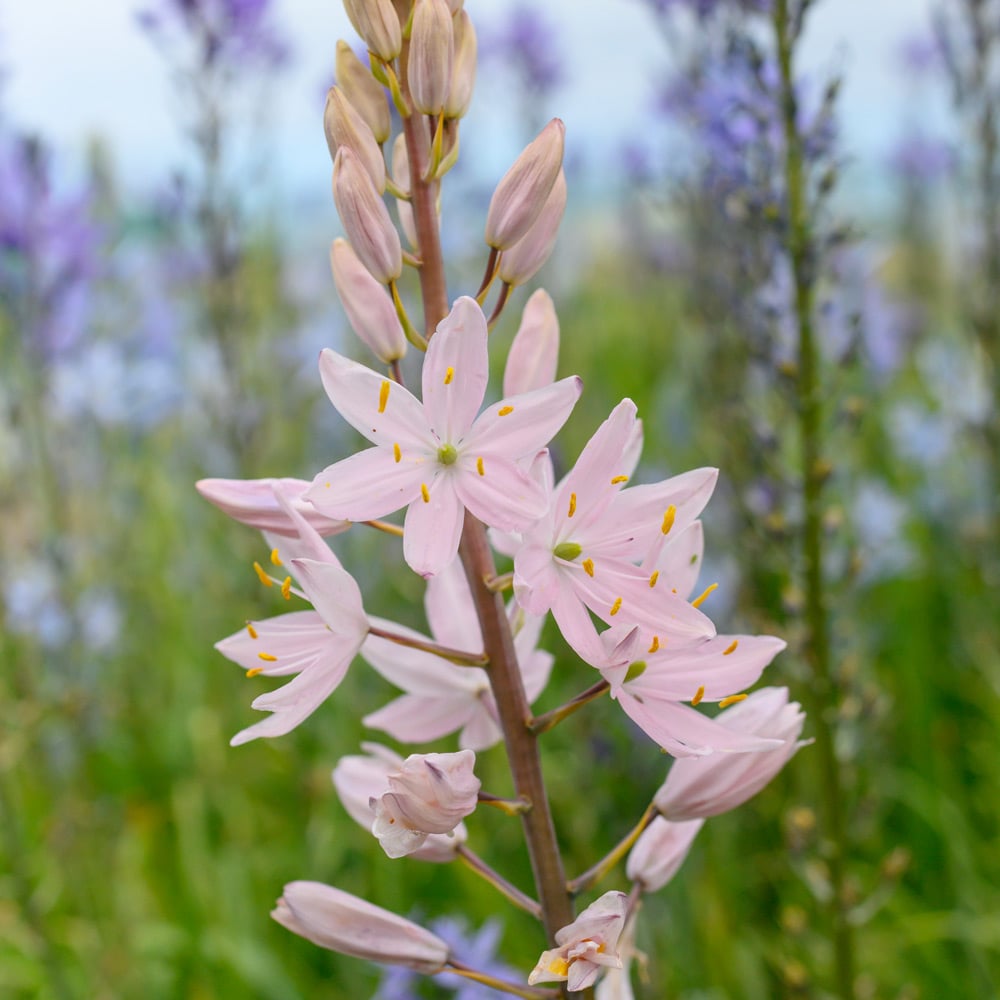 Camassia leichtlinii 'Pink Stars'