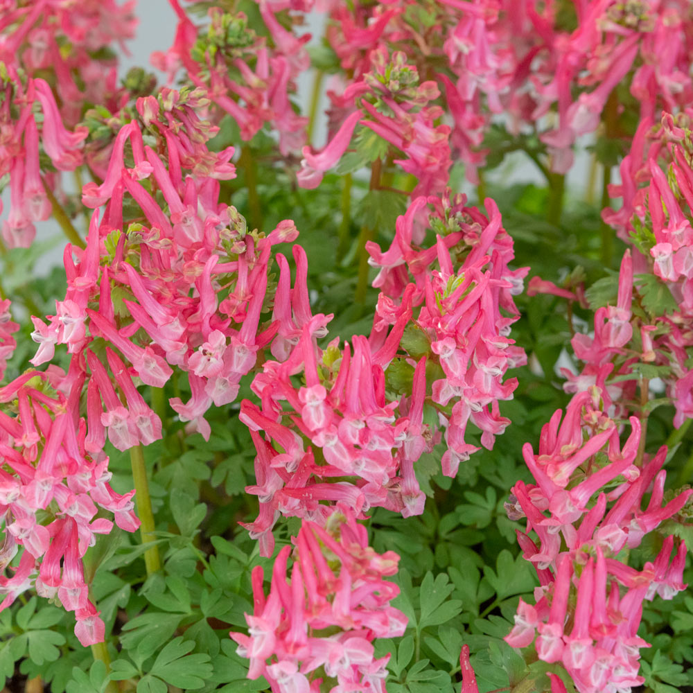 Corydalis solida 'Beth Evans'
