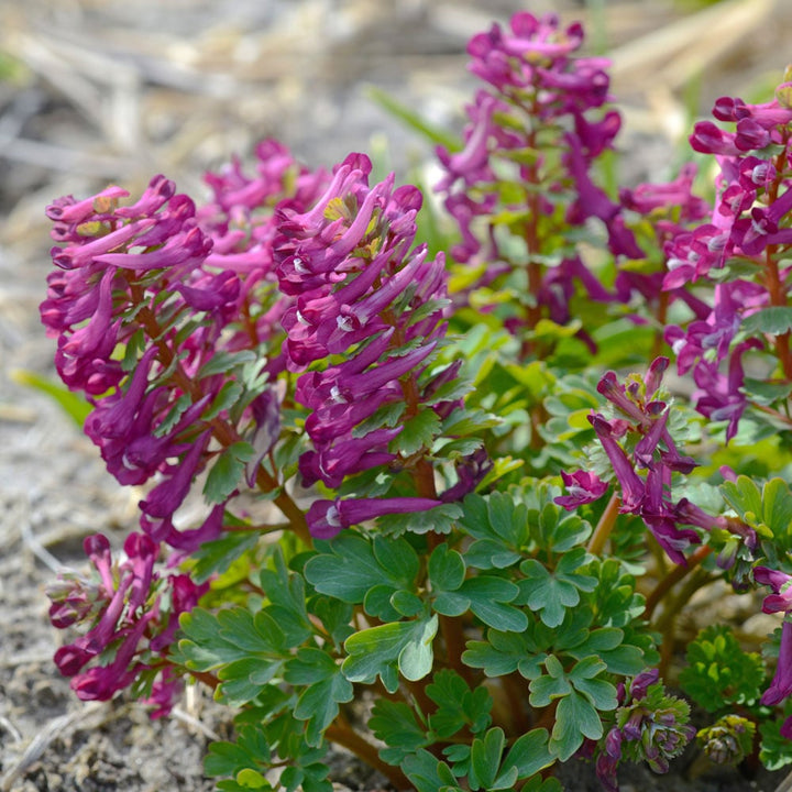 Corydalis solida 'Purple Bird'