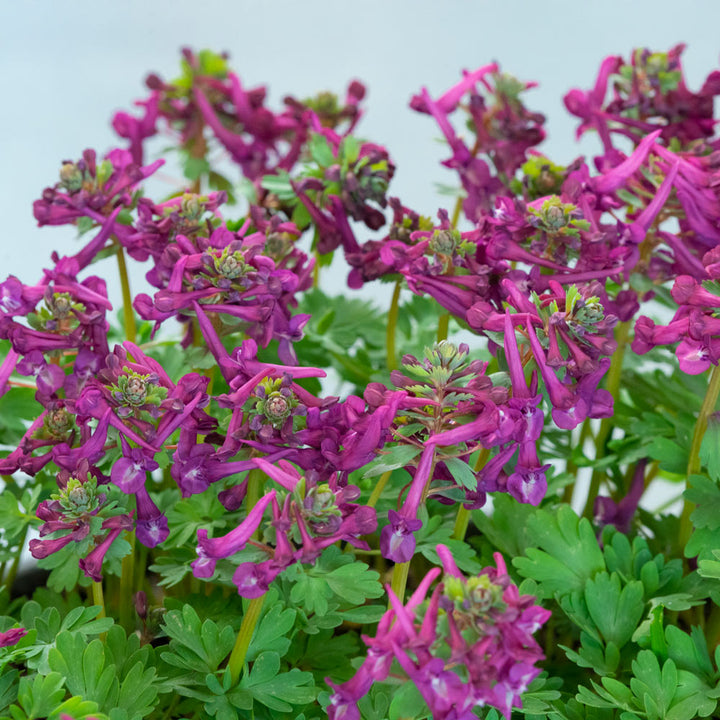Corydalis solida 'Purple Bird'
