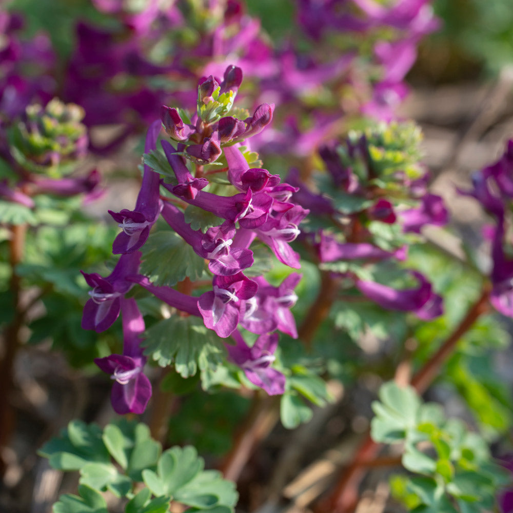 Corydalis solida 'Purple Bird'