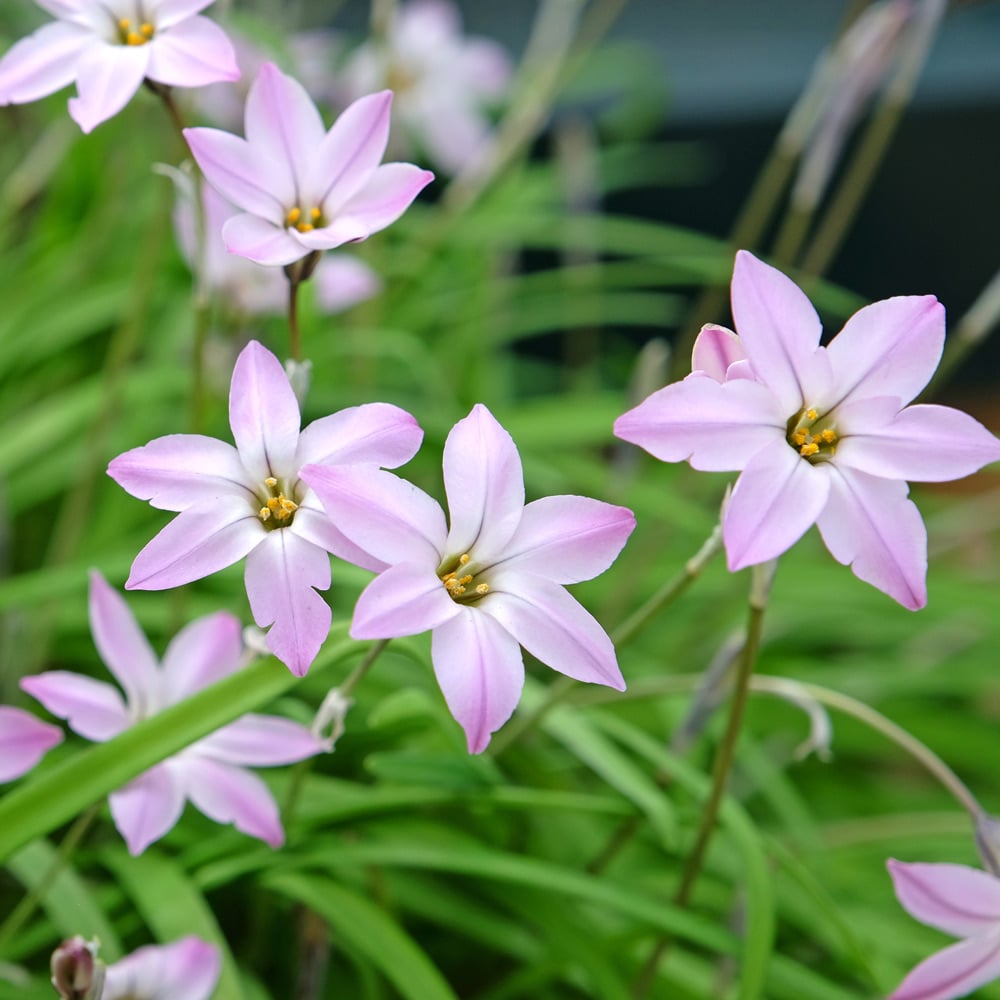 Ipheion uniflorum 'Charlotte Bishop'