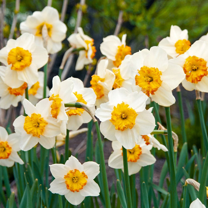 Narcissus 'Bésame Mucho'