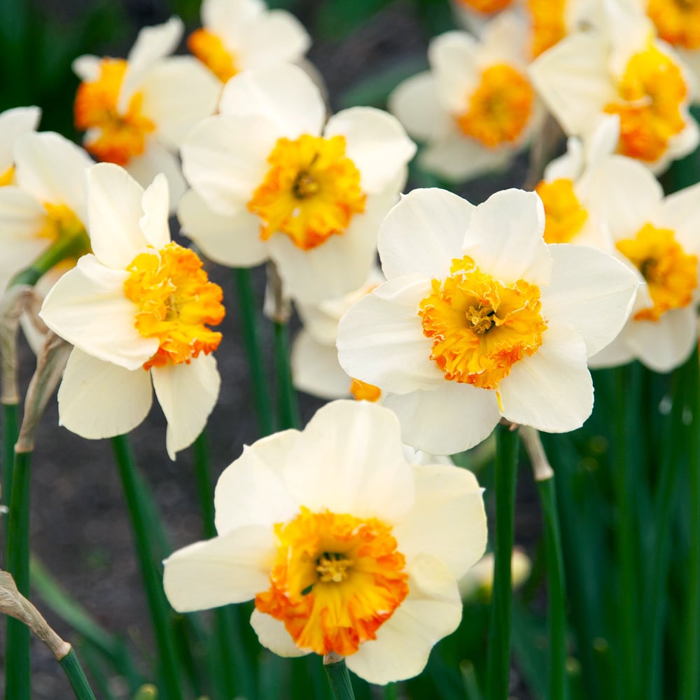 Narcissus 'Bésame Mucho'