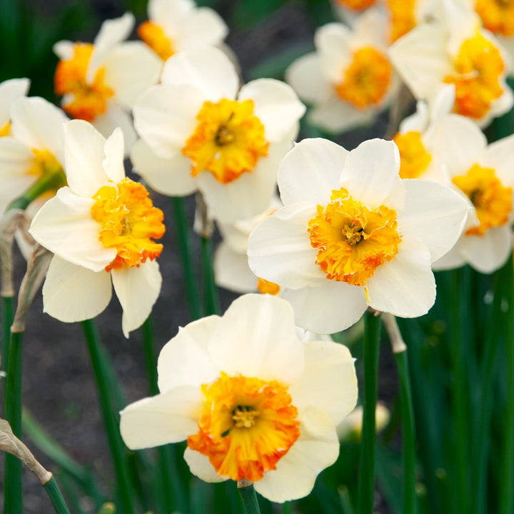 Narcissus 'Bésame Mucho'