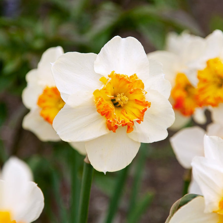 Narcissus 'Bésame Mucho'