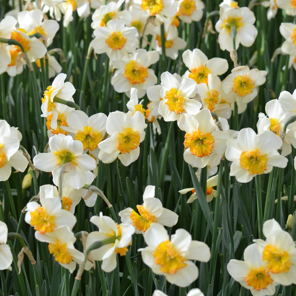 Narcissus 'Bésame Mucho'