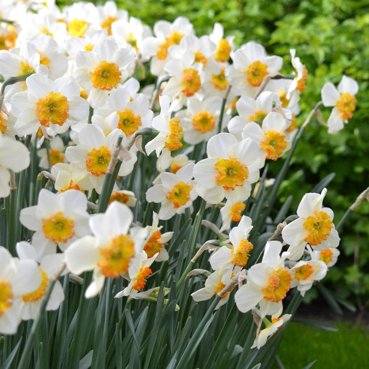 Narcissus 'Bésame Mucho'
