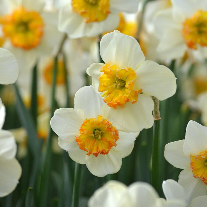 Narcissus 'Bésame Mucho'