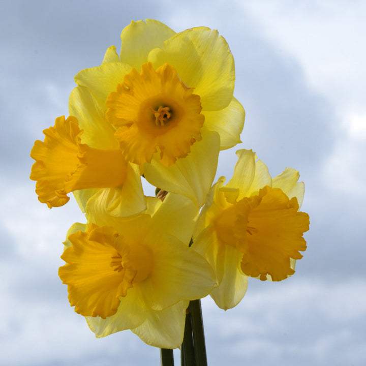 Narcissus 'Breath of Spring'