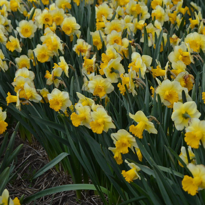 Narcissus 'Breath of Spring'