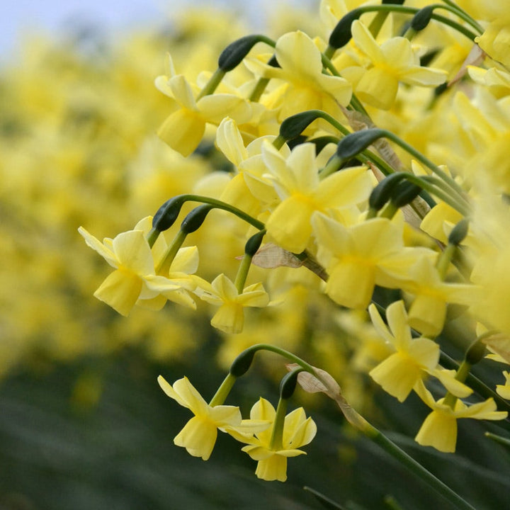 Narcissus 'Churchfield Bells'