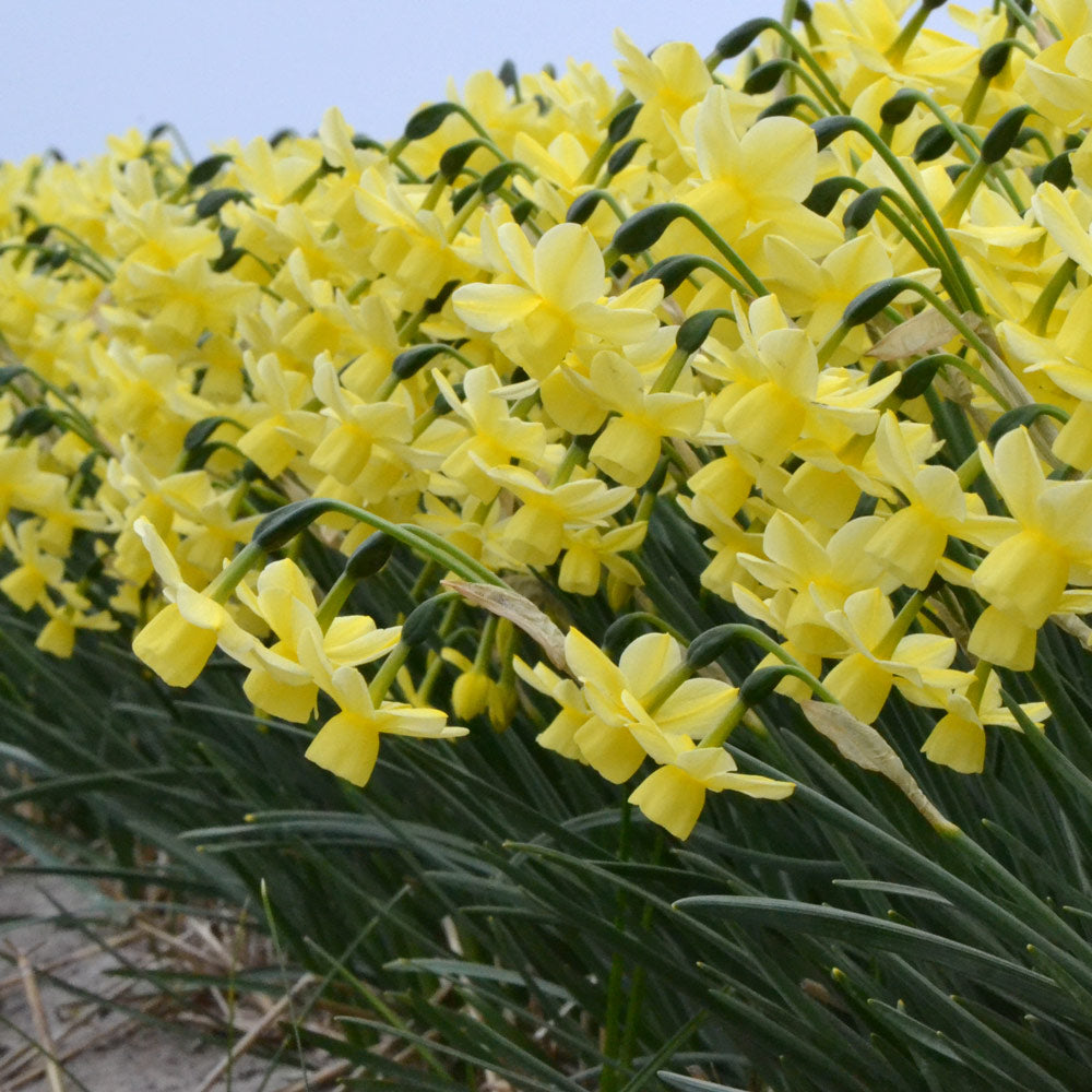 Narcissus 'Churchfield Bells'
