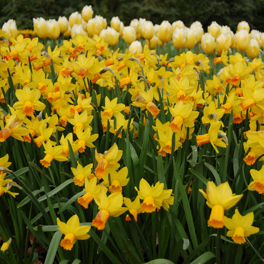 Narcissus 'Jetfire'