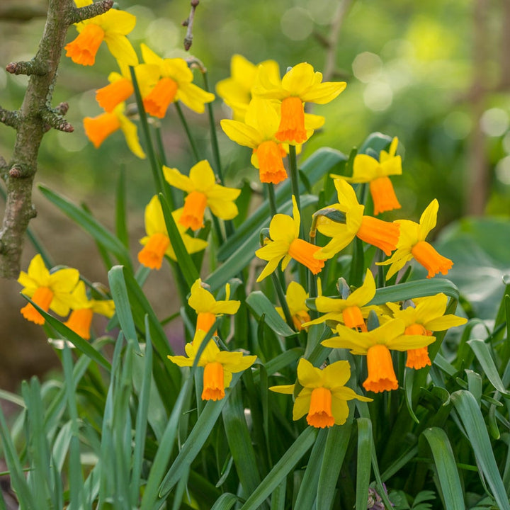 Narcissus 'Jetfire'