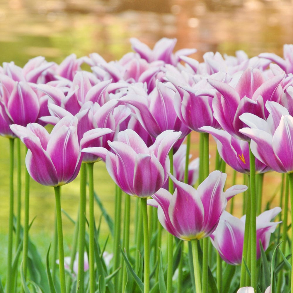 Tulip 'Ballade'