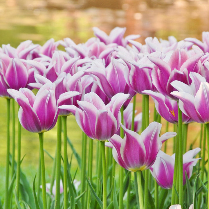 Tulip 'Ballade'