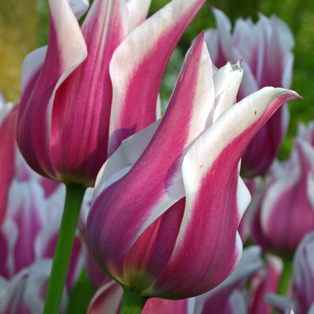 Tulip 'Ballade'