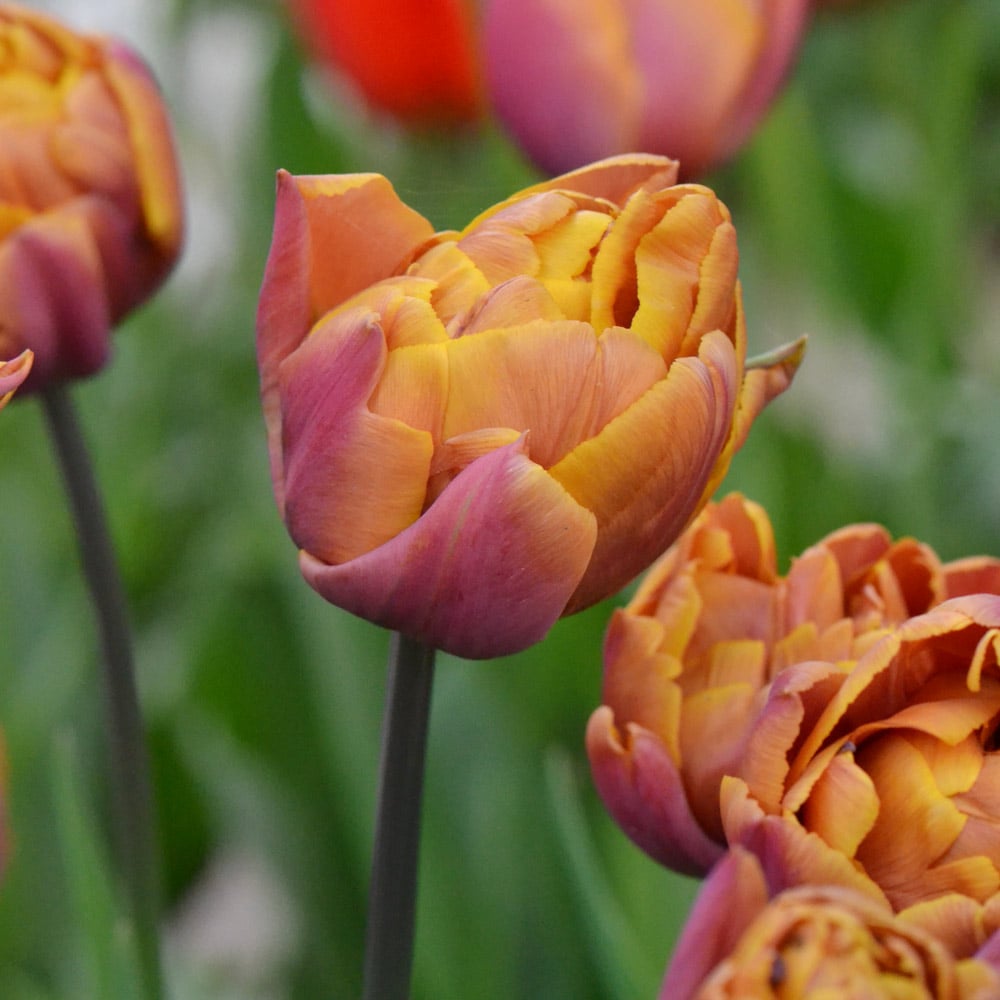 Tulip 'Brazil'