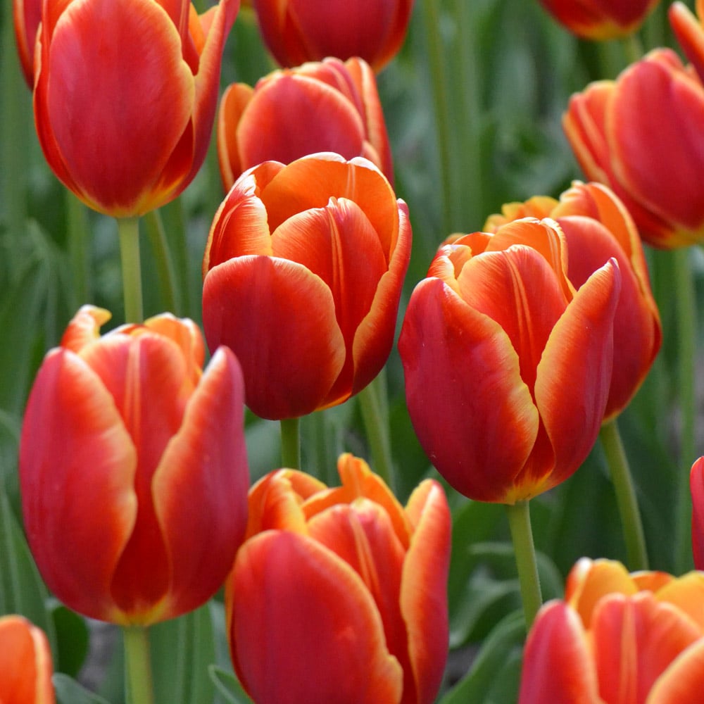 Tulip 'Carpe Diem'
