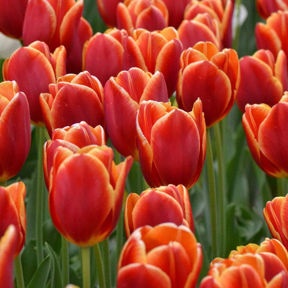 Tulip 'Carpe Diem'