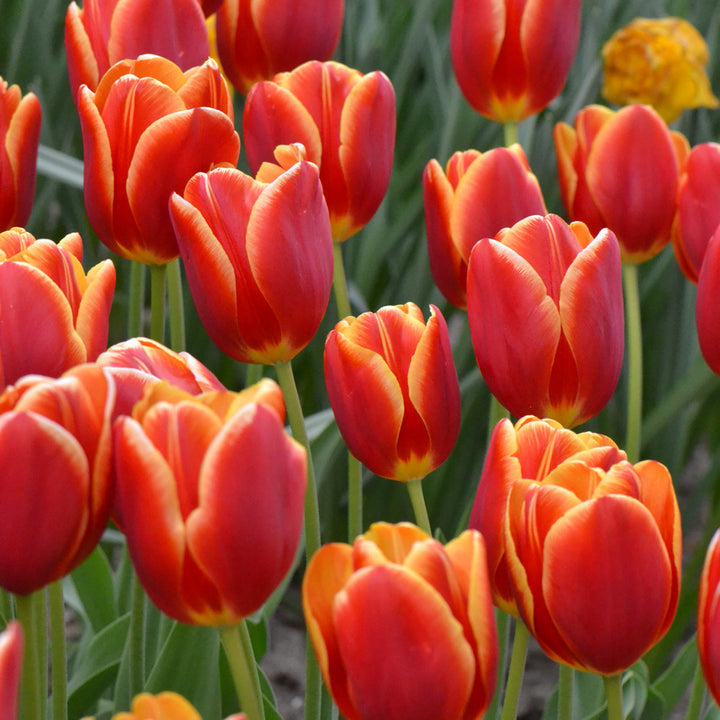 Tulip 'Carpe Diem'