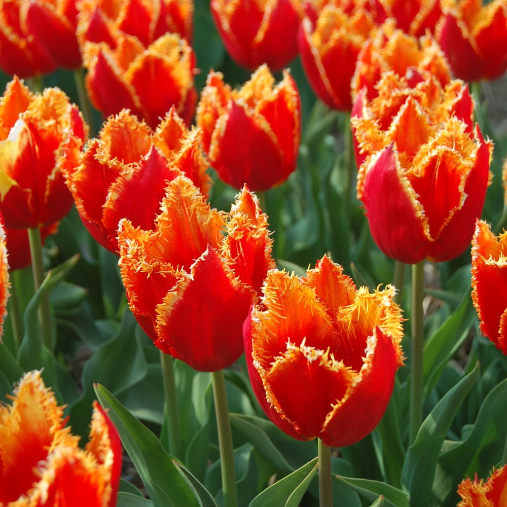 Tulip 'Fabio'