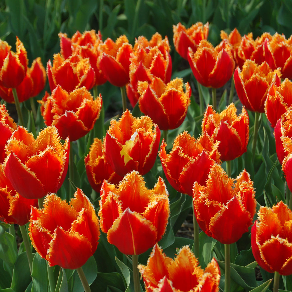 Tulip 'Fabio'