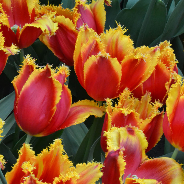 Tulip 'Fabio'