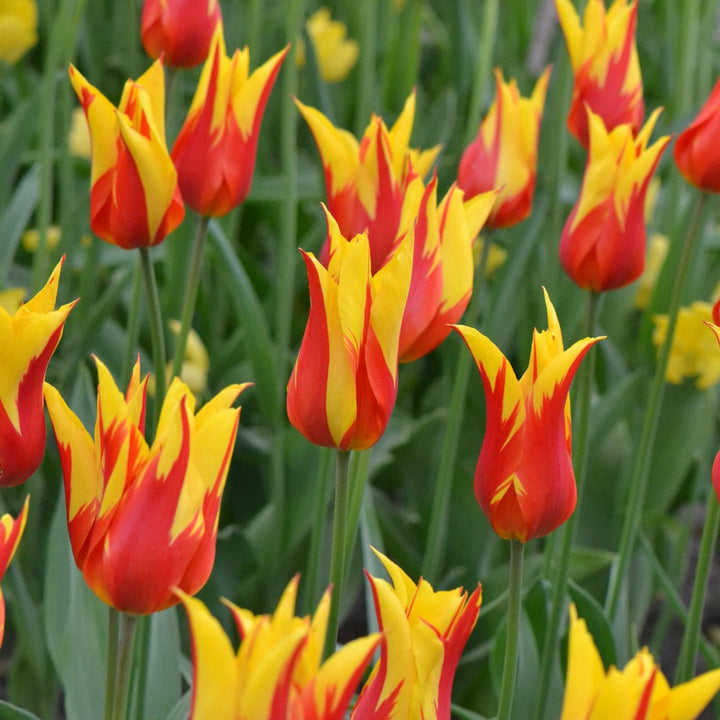 Tulip 'Fire Wings'