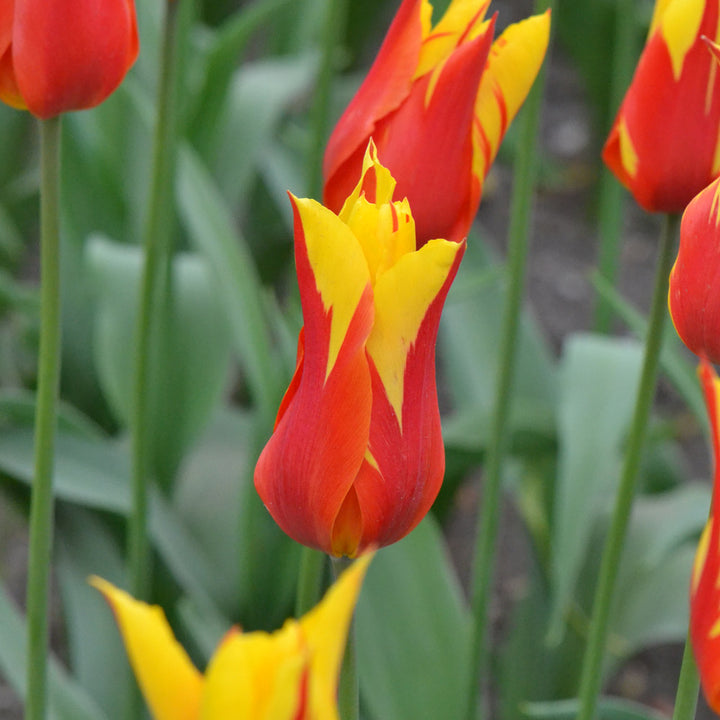 Tulip 'Fire Wings'