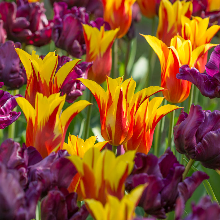 Tulip 'Fire Wings'